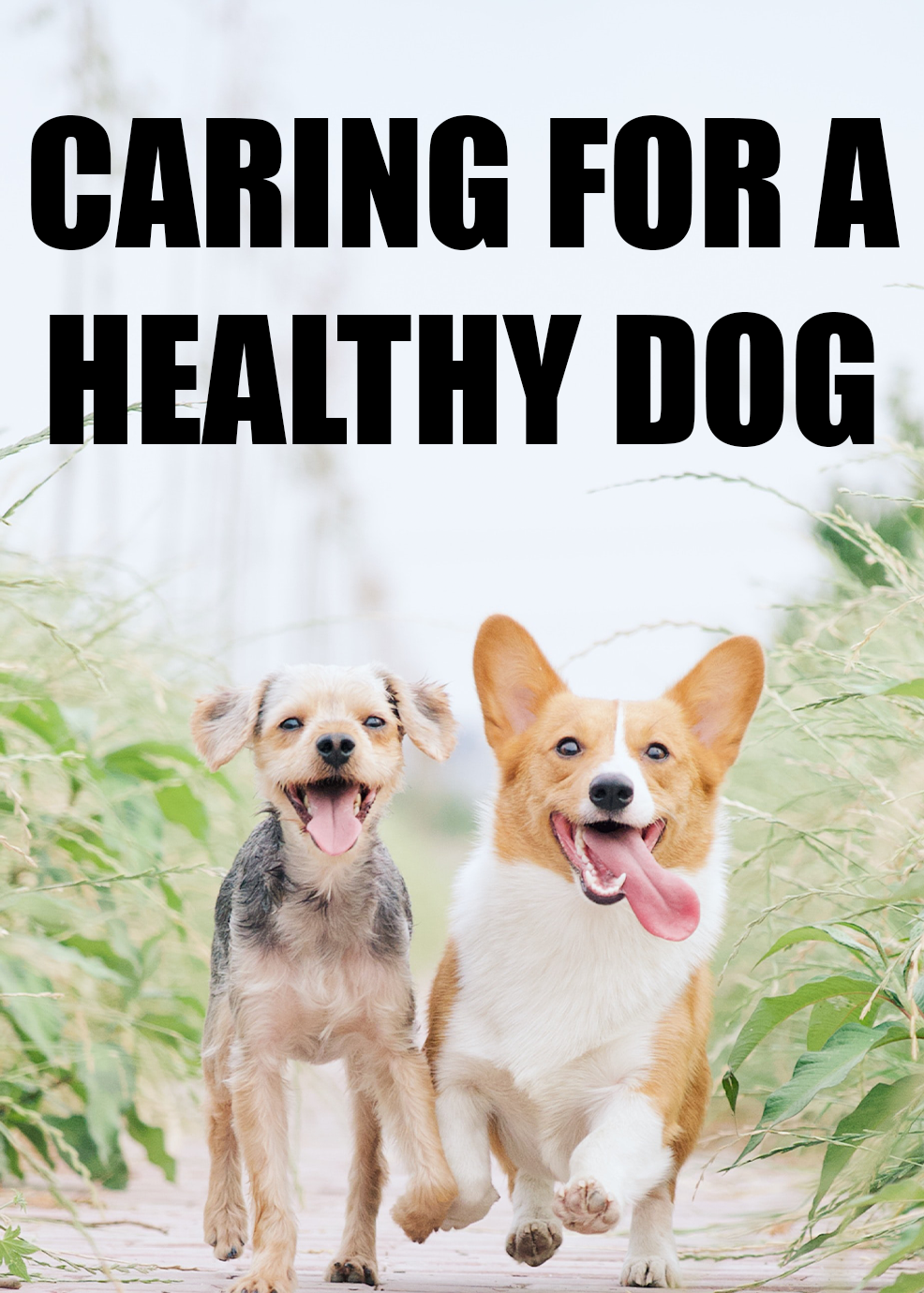 Caring For A Healthy Dog